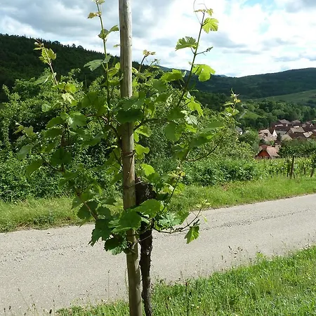 Vakantiehuis Gitzelbrunnen Epfig